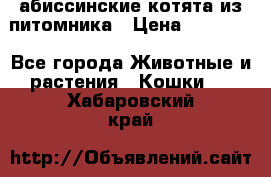 абиссинские котята из питомника › Цена ­ 15 000 - Все города Животные и растения » Кошки   . Хабаровский край